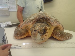 Alvarez – The Turtle Hospital. Rescue, Rehab, Release.