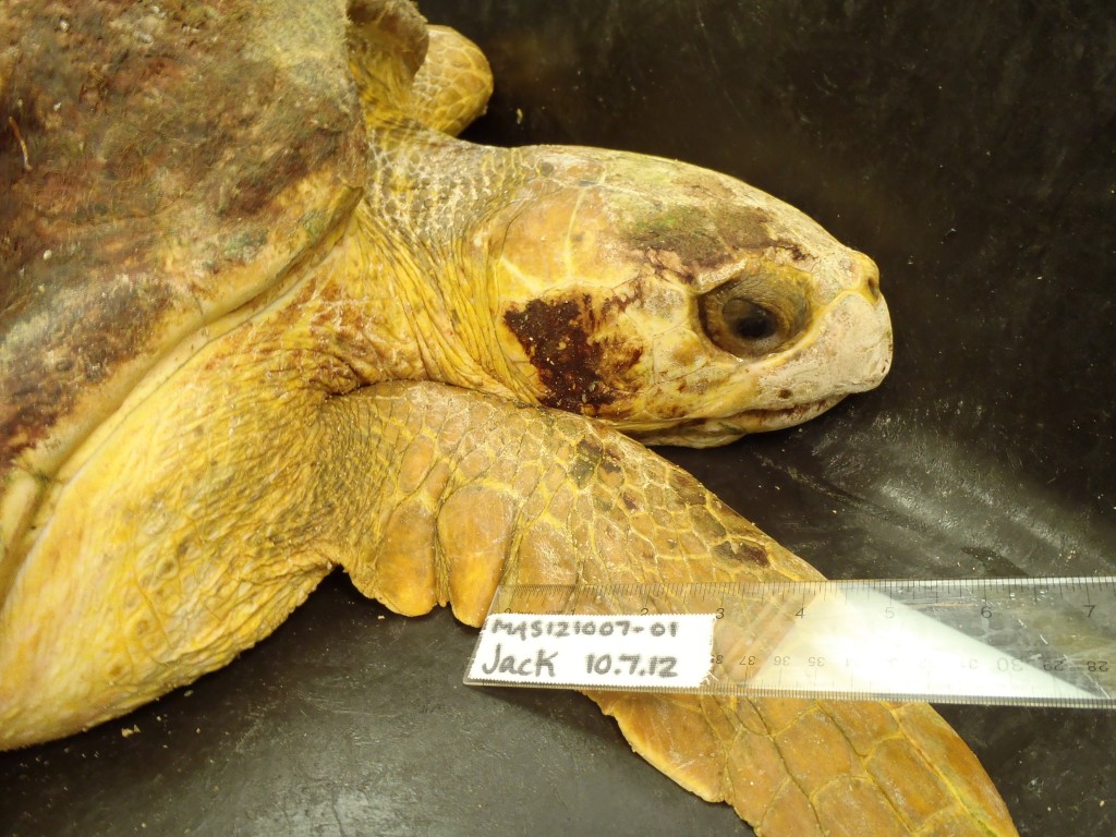 New Arrival, Jack – The Turtle Hospital. Rescue, Rehab, Release.