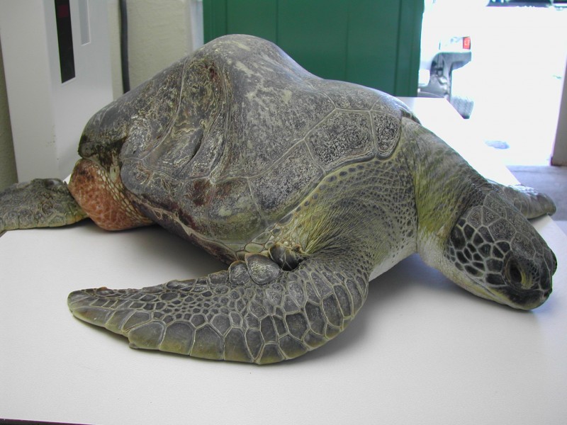 Bubble Butt – The Turtle Hospital. Rescue, Rehab, Release.