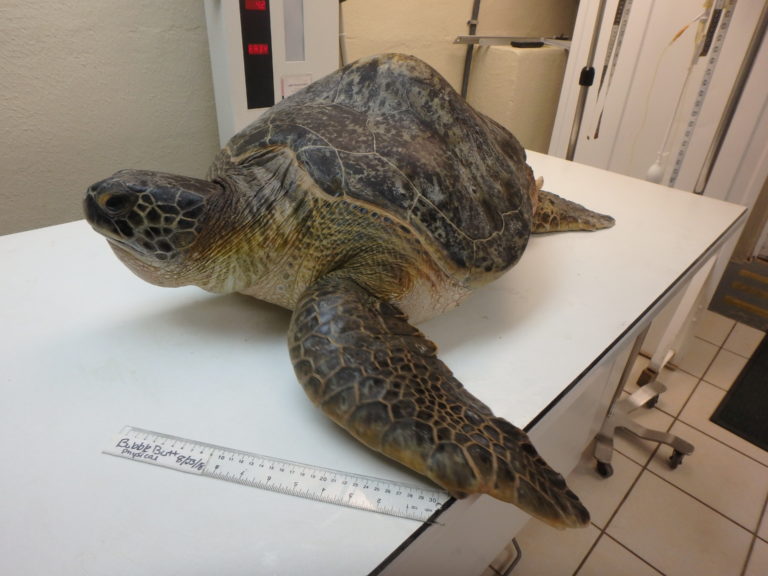 Bubble Butt – The Turtle Hospital. Rescue, Rehab, Release.