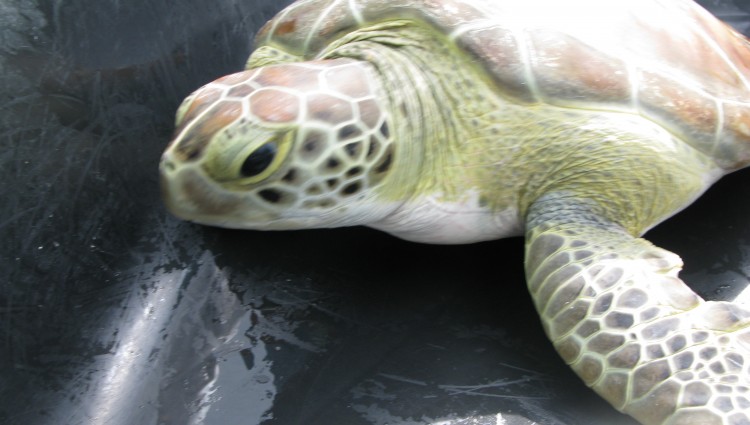 Patients – The Turtle Hospital. Rescue, Rehab, Release.