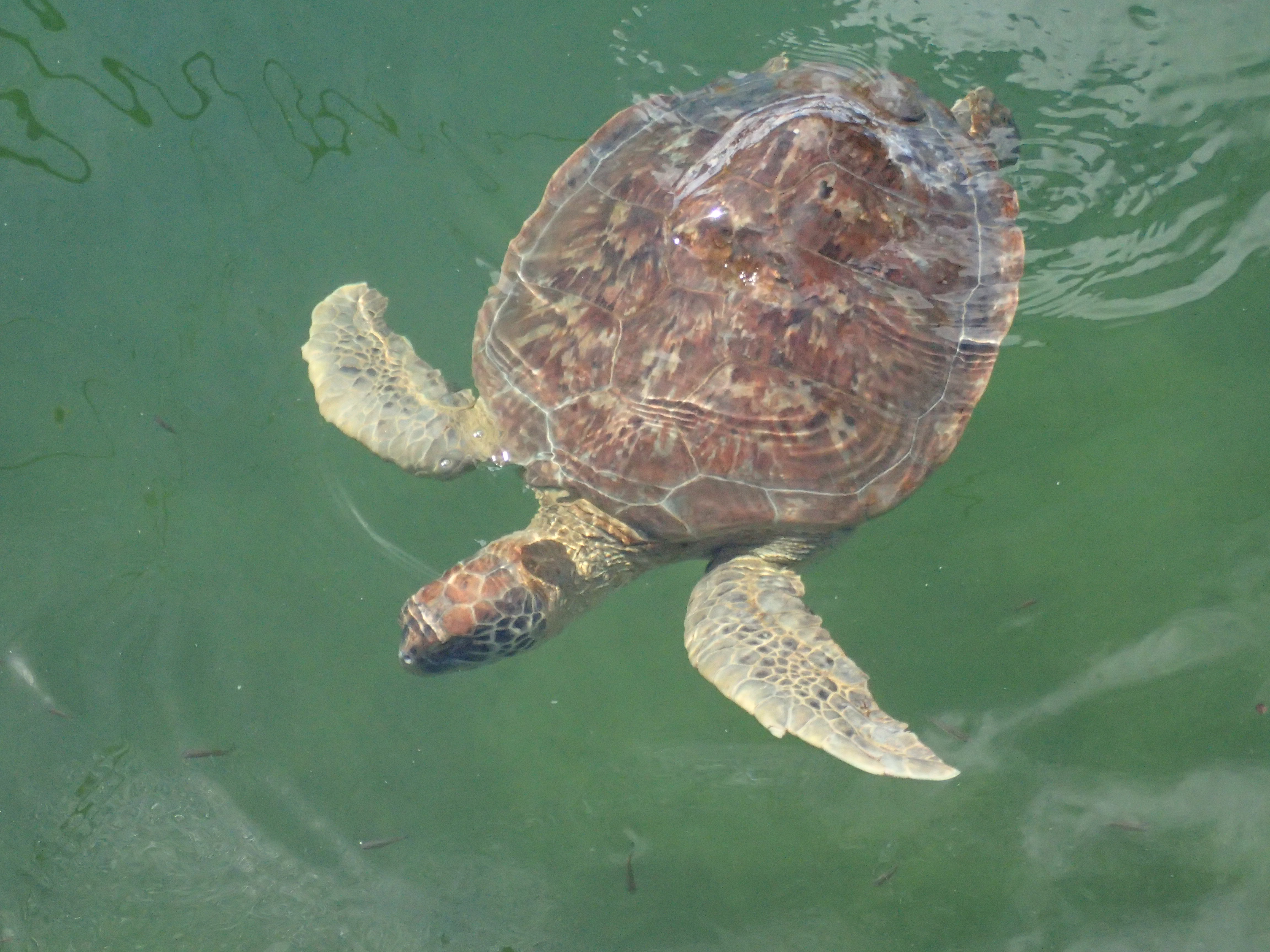 Permanent Residents – – The Turtle Hospital. Rescue, Rehab, Release.