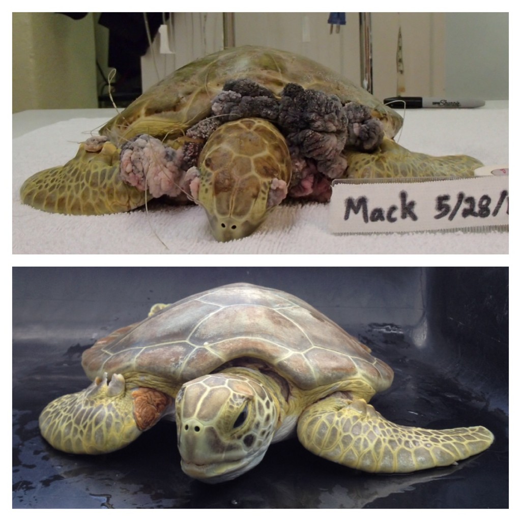 Sea Turtle Injuries – The Turtle Hospital. Rescue, Rehab, Release.