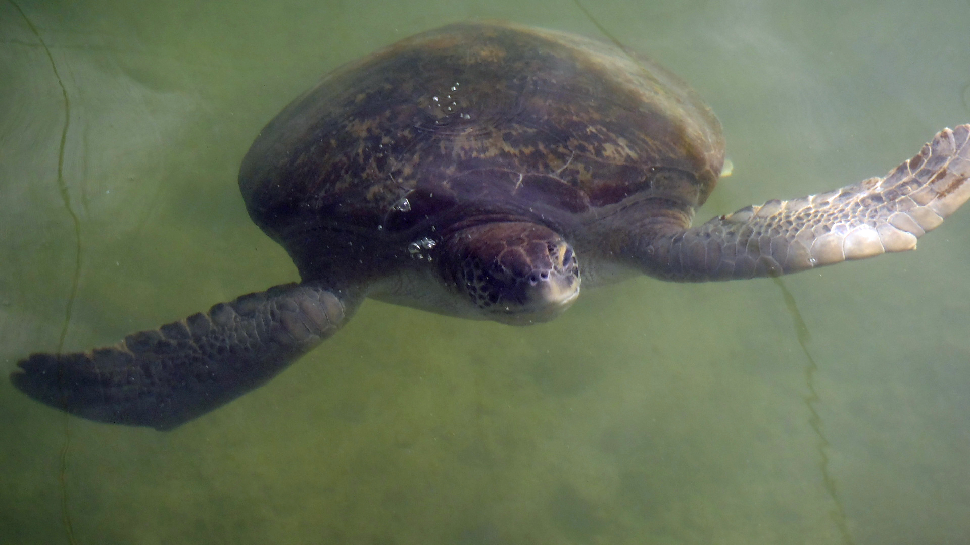 Permanent Residents – – The Turtle Hospital. Rescue, Rehab, Release.