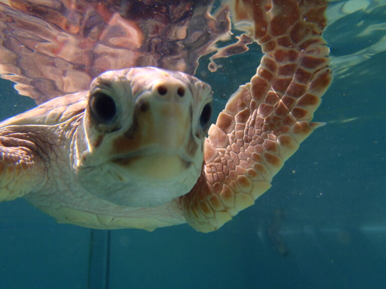 Sea Turtle Migration – The Turtle Hospital. Rescue, Rehab, Release.