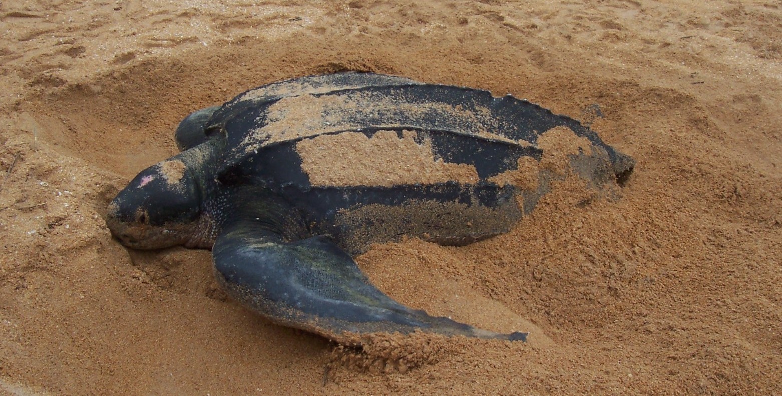 Sea Turtle Species – The Turtle Hospital. Rescue, Rehab, Release.