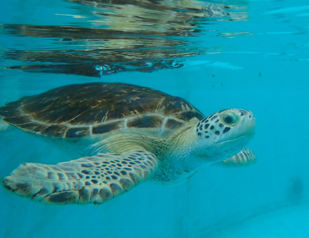 Sea Turtle Species – The Turtle Hospital. Rescue, Rehab, Release.