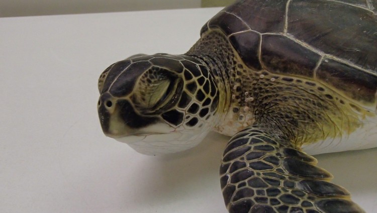 Released – – The Turtle Hospital. Rescue, Rehab, Release.