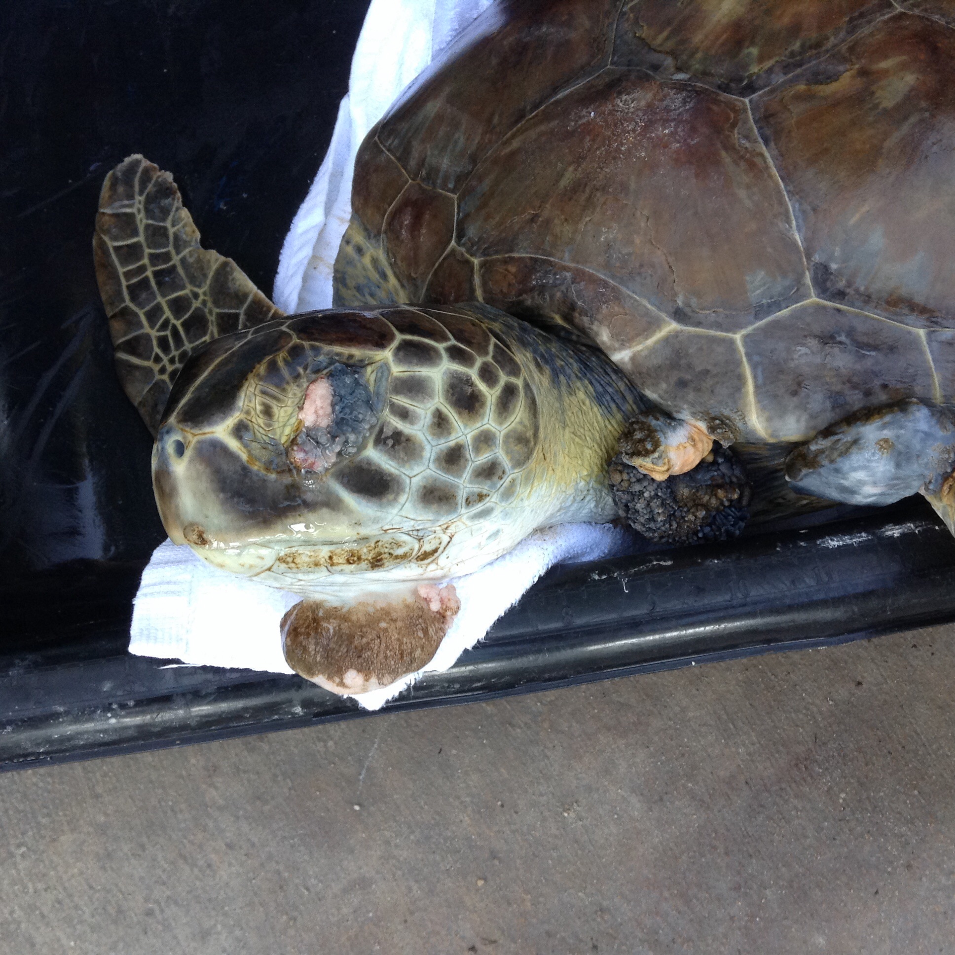 Remi – The Turtle Hospital. Rescue, Rehab, Release.