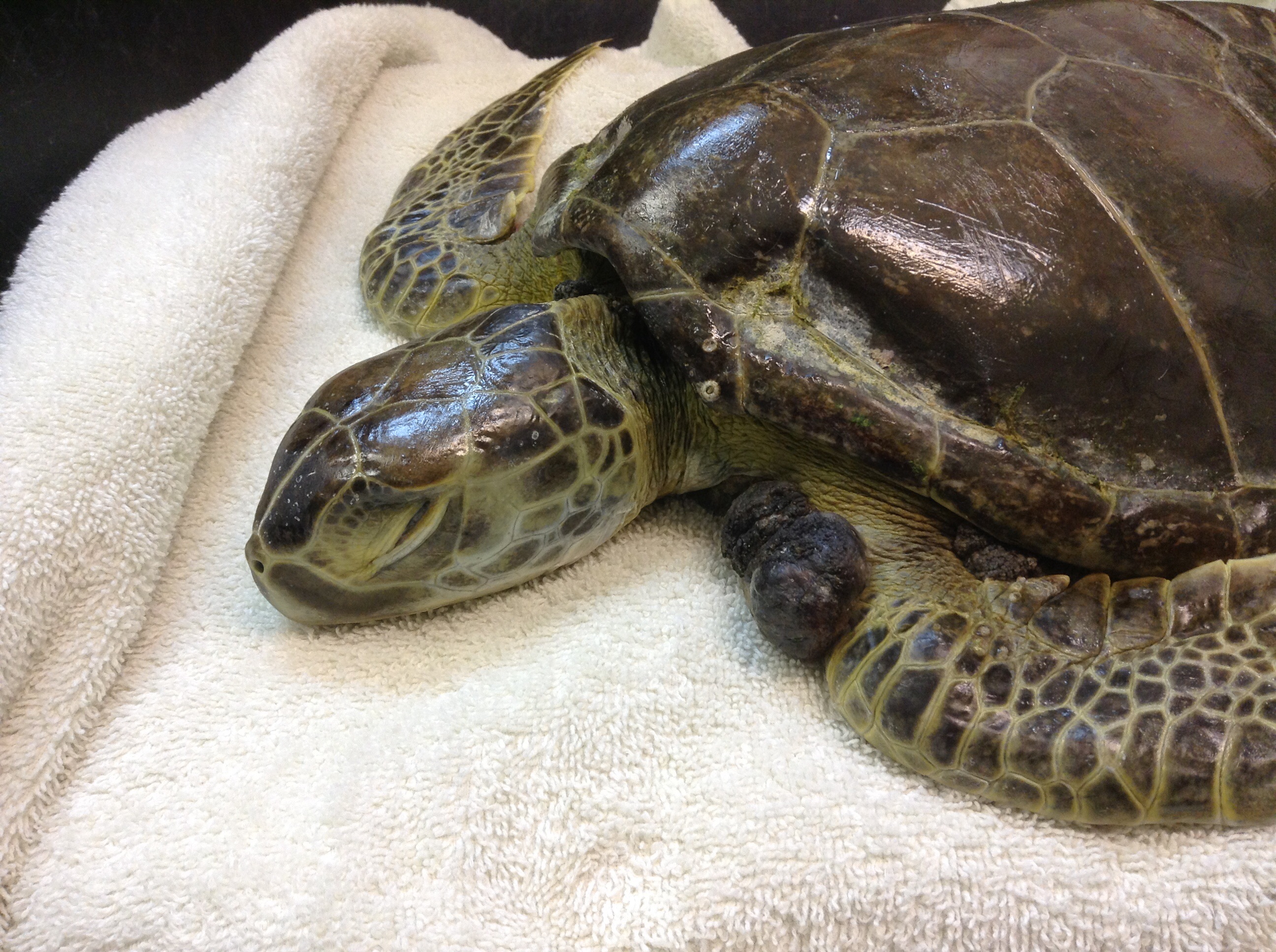 Crush – The Turtle Hospital. Rescue, Rehab, Release.