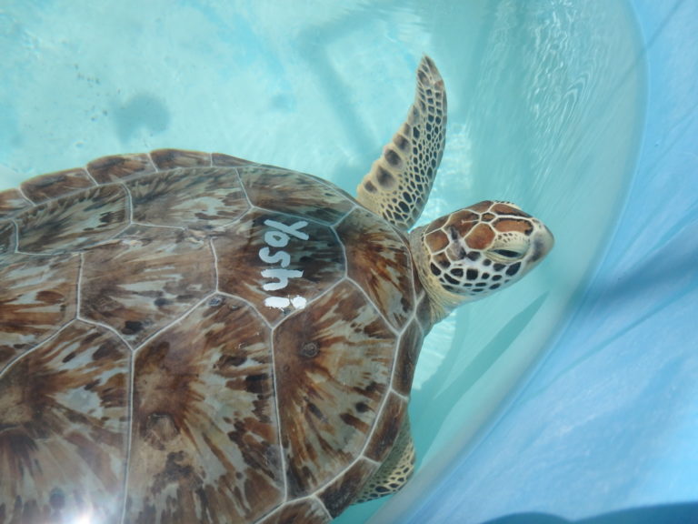 Boat Strike Turtles: Yoshi, Cristiane, and Ren – The Turtle Hospital ...