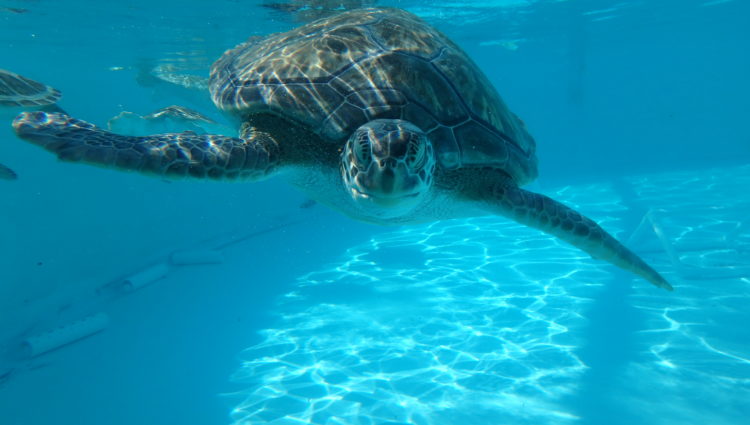 Released – – The Turtle Hospital. Rescue, Rehab, Release.