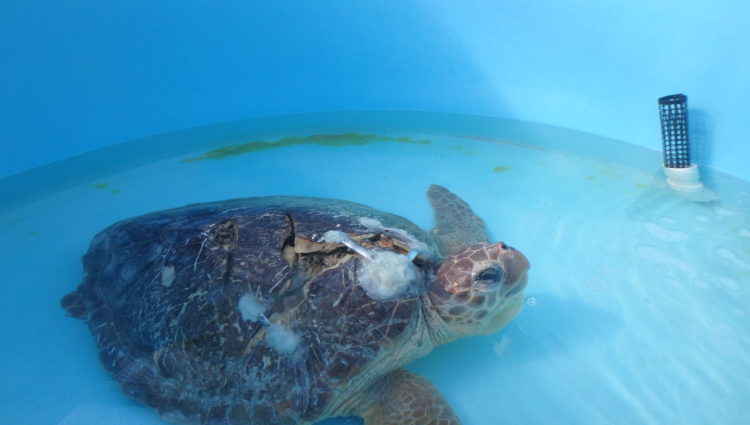 Released – – The Turtle Hospital. Rescue, Rehab, Release.