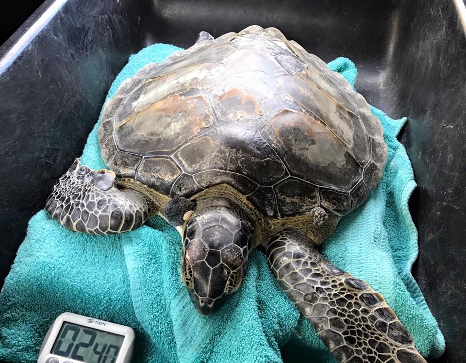 Stewart Update – The Turtle Hospital. Rescue, Rehab, Release.