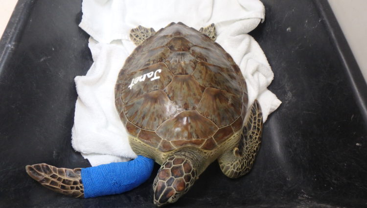 Current Patients – – The Turtle Hospital. Rescue, Rehab, Release.