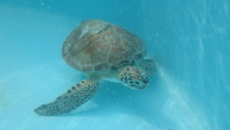 Released – – The Turtle Hospital. Rescue, Rehab, Release.