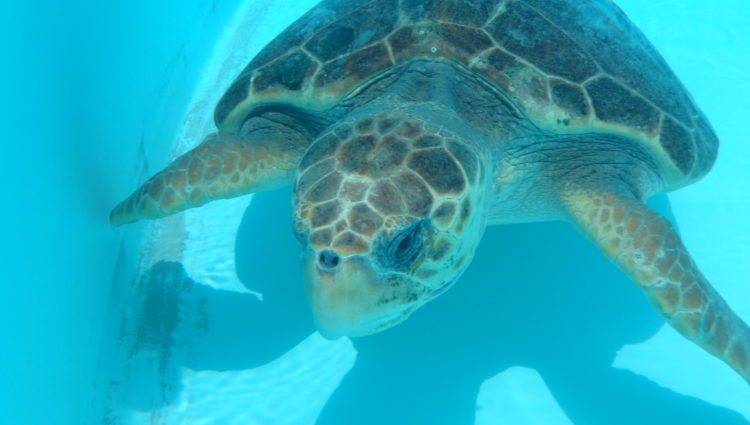 Released – – The Turtle Hospital. Rescue, Rehab, Release.