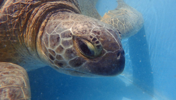 Released – – The Turtle Hospital. Rescue, Rehab, Release.