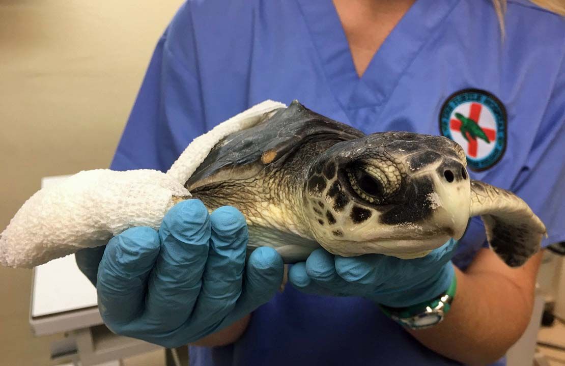 Saving Sea Turtles Movie Screening – The Turtle Hospital. Rescue, Rehab ...