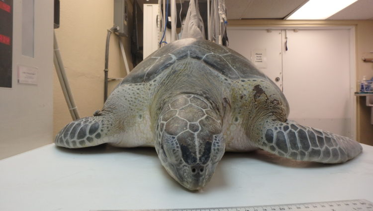 Current Patients – – The Turtle Hospital. Rescue, Rehab, Release.