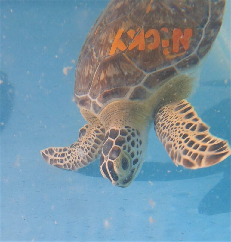 Public Sea Turtle Release on Tuesday 2/25 in Marathon, FL – The Turtle ...