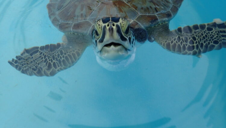 Current Patients – – The Turtle Hospital. Rescue, Rehab, Release.