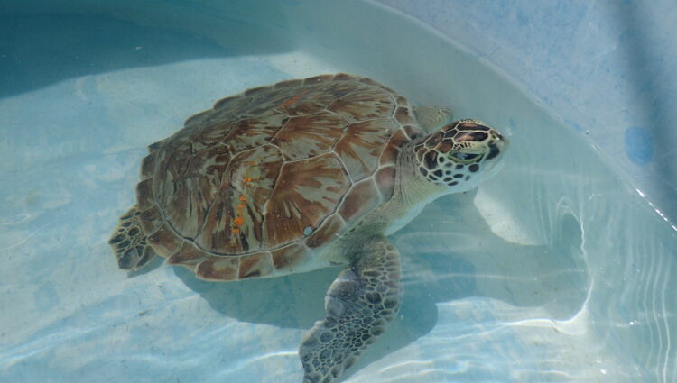 Current Patients – – The Turtle Hospital. Rescue, Rehab, Release.