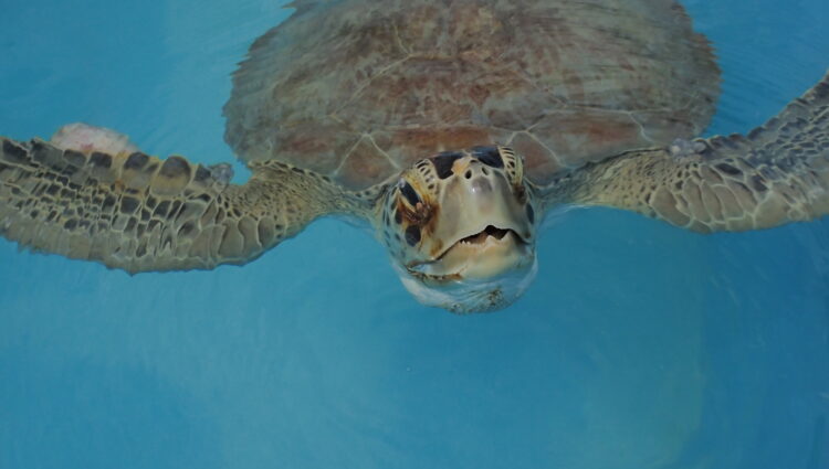 Current Patients – – The Turtle Hospital. Rescue, Rehab, Release.