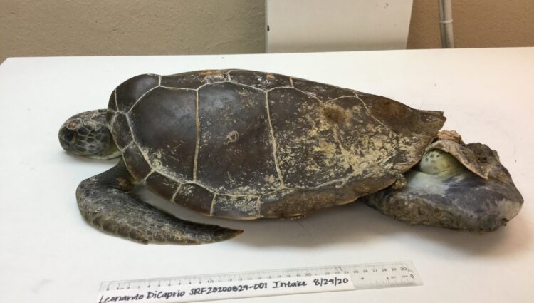 Current Patients – – The Turtle Hospital. Rescue, Rehab, Release.