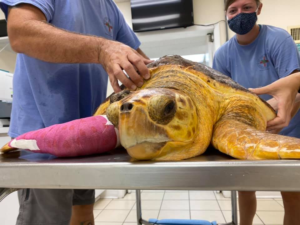 Record Breaking Tumor – The Turtle Hospital. Rescue, Rehab, Release.