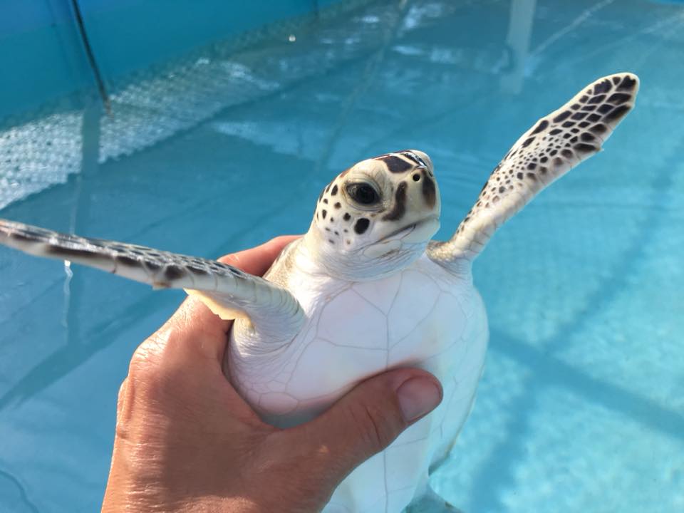 sea-turtle-names-the-turtle-hospital-rescue-rehab-release