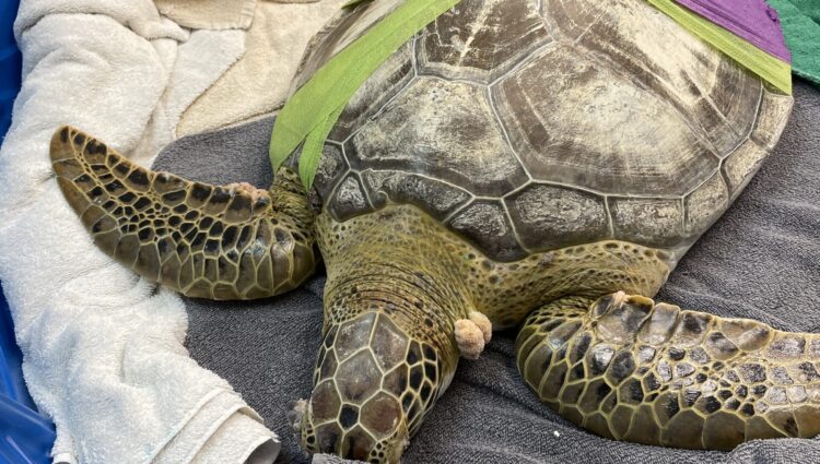 Current Patients – – The Turtle Hospital. Rescue, Rehab, Release.