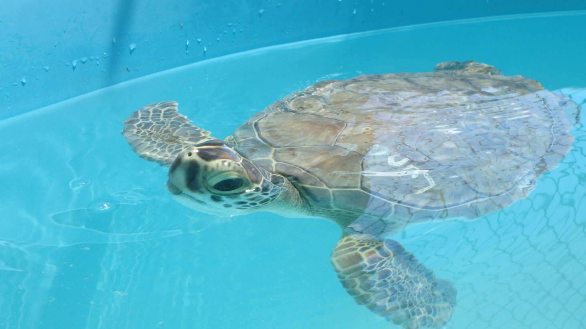 Public Sea Turtle Release – The Turtle Hospital. Rescue, Rehab, Release.