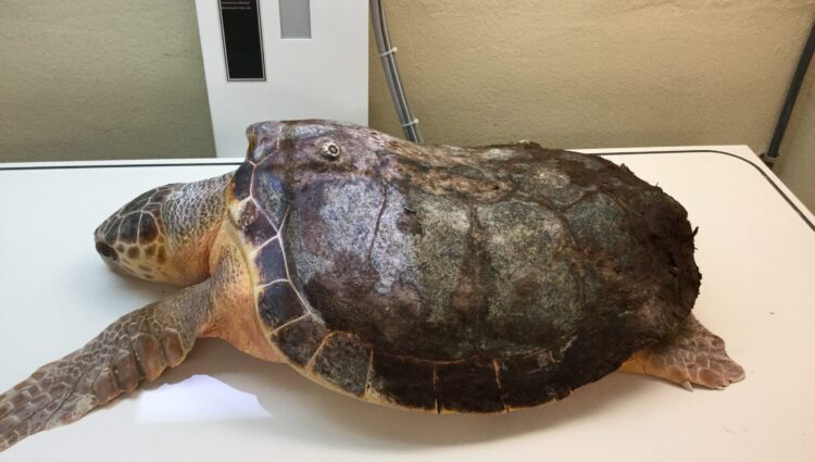 Current Patients – – The Turtle Hospital. Rescue, Rehab, Release.