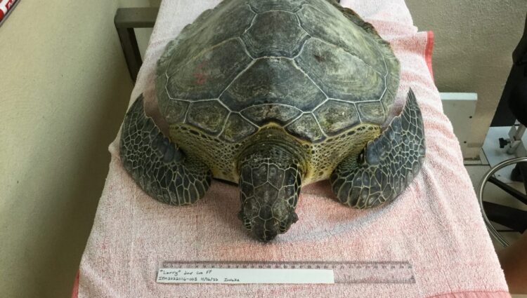 Current Patients – – The Turtle Hospital. Rescue, Rehab, Release.