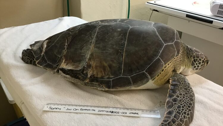 Current Patients – – The Turtle Hospital. Rescue, Rehab, Release.