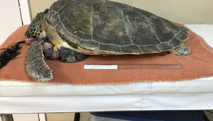 Current Patients – – The Turtle Hospital. Rescue, Rehab, Release.