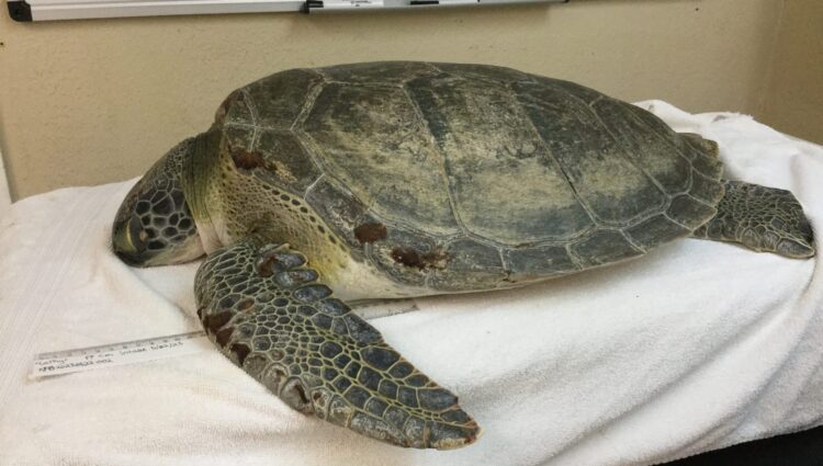 Current Patients – – The Turtle Hospital. Rescue, Rehab, Release.