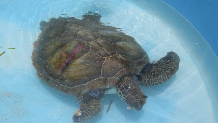 Current Patients – – The Turtle Hospital. Rescue, Rehab, Release.