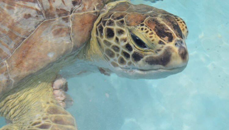 Current Patients – – The Turtle Hospital. Rescue, Rehab, Release.