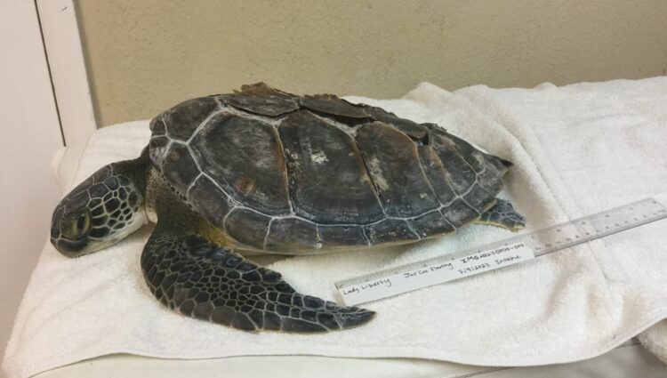 Current Patients – – The Turtle Hospital. Rescue, Rehab, Release.