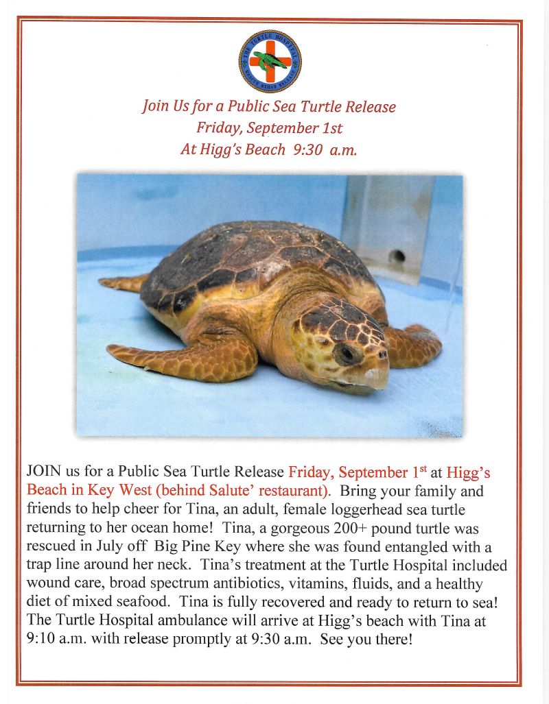 Public Sea Turtle Release – The Turtle Hospital. Rescue, Rehab, Release.