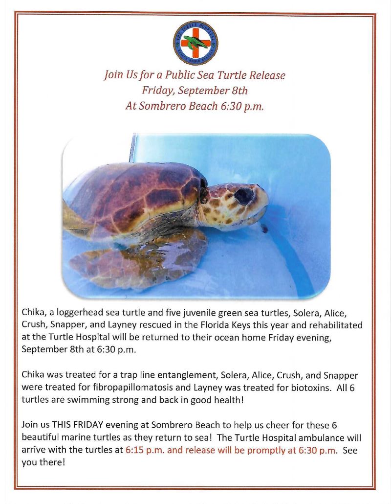 Public Sea Turtle Release – The Turtle Hospital. Rescue, Rehab, Release.