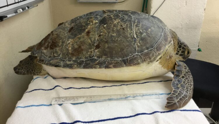 Current Patients – – The Turtle Hospital. Rescue, Rehab, Release.