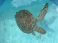 Getting his morning swim laps