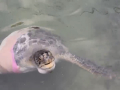 Cooter b enjoying some swimming