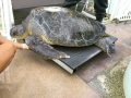 Cooter B being removed from pool for release