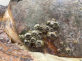 Close up of the barnacles