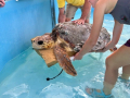 Being placed into her hospital tank