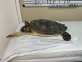 First day at The Turtle Hospital